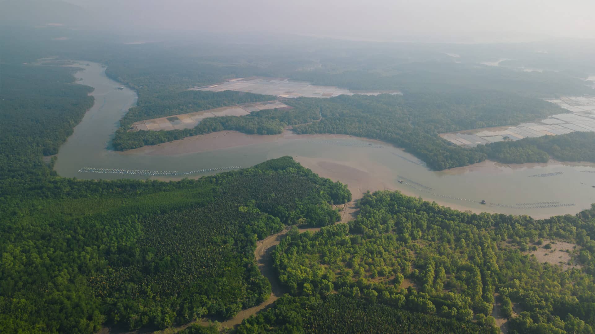 Can Gio Forest from Above