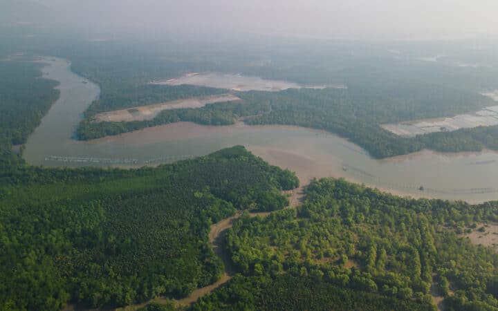 Can Gio Forest from Above