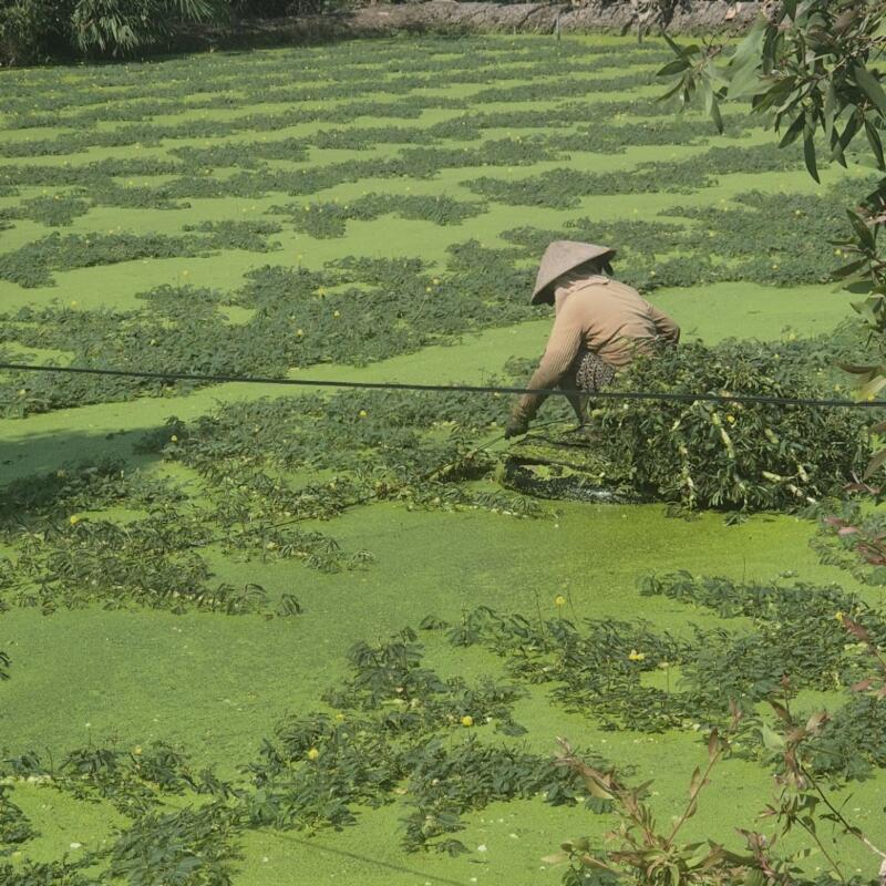Guest photograph by Kiara Mannion, Mekong Delta