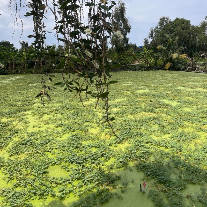Guest photograph by Nicolle D, Mekong Delta