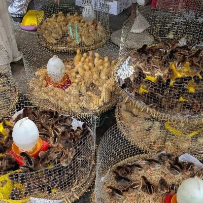 Guest photograph by chrissyd02, Mekong Delta